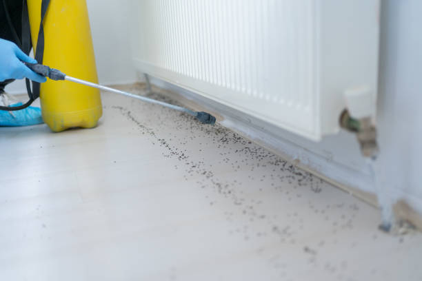 Best Ant Control Services  in Kountze, TX